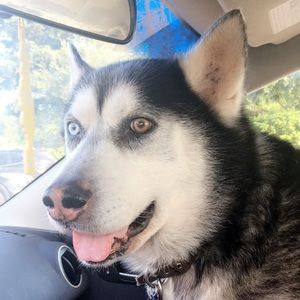 Meet your Posher, Lex